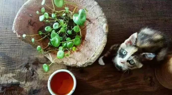 荒無(wú)舍民宿，山腳下日出而作日落而息