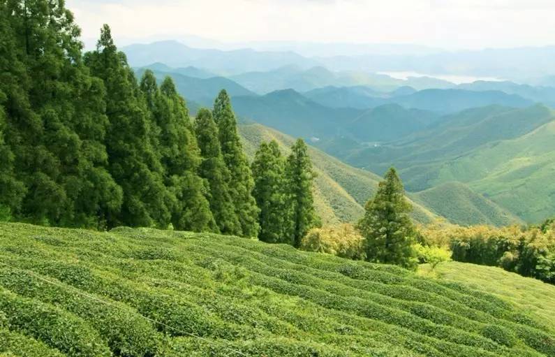 客堂間莫干山民宿，隱居深山聆聽(tīng)自然