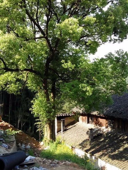 客堂間莫干山民宿，隱居深山聆聽自然