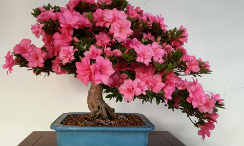 徽派盆景，民族優(yōu)秀的工藝美術(shù)品