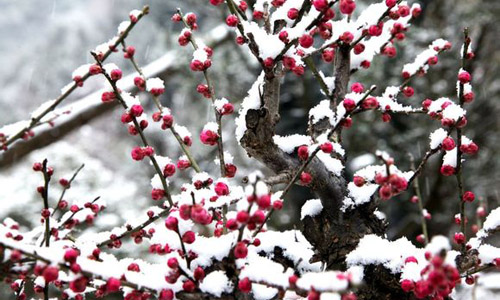 徽派盆景，民族優(yōu)秀的工藝美術(shù)品