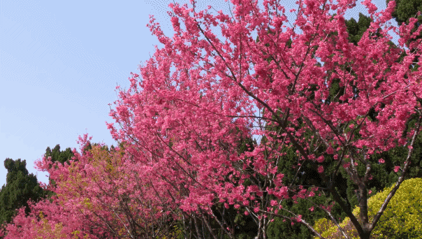 天堂山鄉(xiāng)愛(ài)樹(shù)民宿，古色古香的童話小鎮(zhèn)