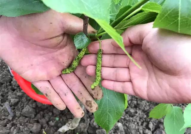 天堂山鄉(xiāng)愛樹民宿，古色古香的童話小鎮(zhèn)