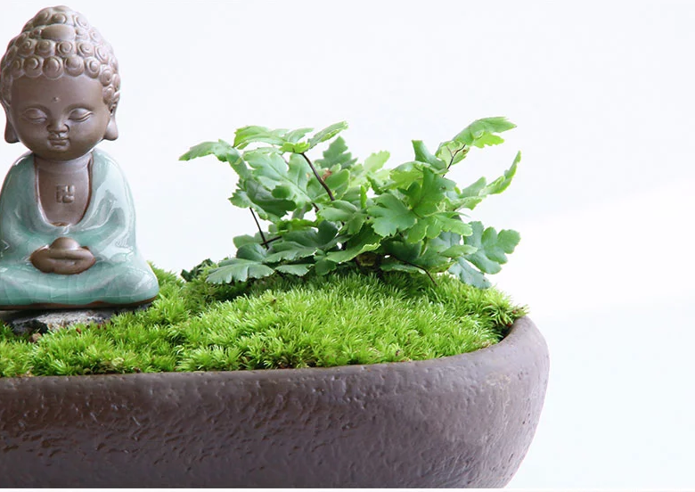 禪意桑榆樹組合盆栽，菖蒲綠植盆景圖片