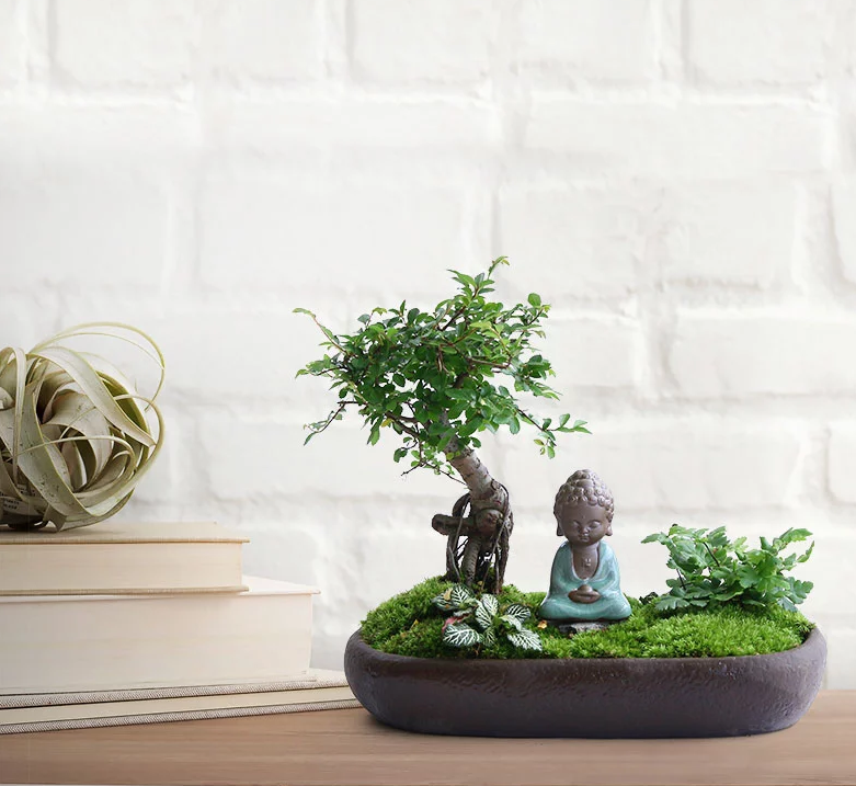 禪意桑榆樹組合盆栽，菖蒲綠植盆景圖片