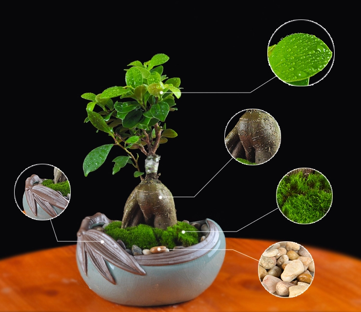 人參榕盆景植物，禪意綠植四季常青盆栽盆景