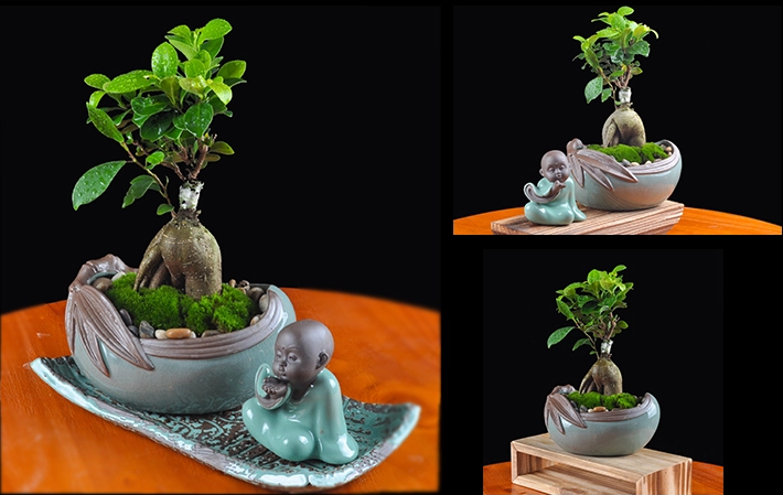 人參榕盆景植物，禪意綠植四季常青盆栽盆景