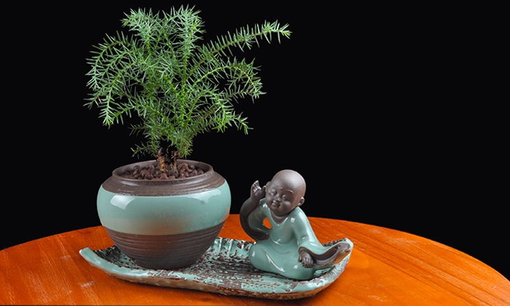 澳洲杉綠植組合盆景，四季常青樹禪意盆景