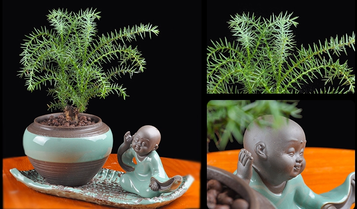 澳洲杉綠植組合盆景，四季常青樹禪意盆景