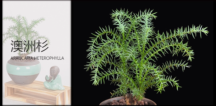 澳洲杉綠植組合盆景，四季常青樹禪意盆景