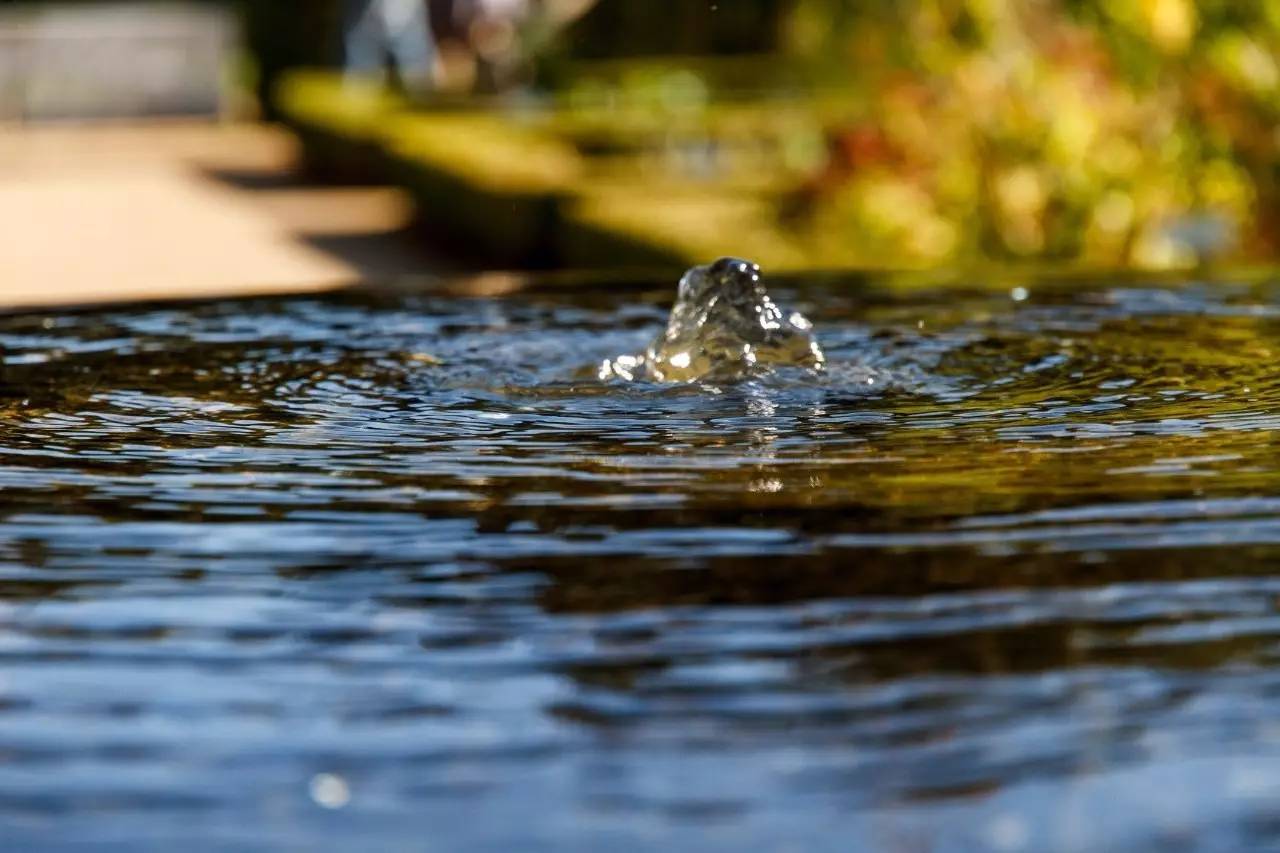 融居·銀箔泉，來(lái)銀箔泉邊喝茶看蒼山洱海
