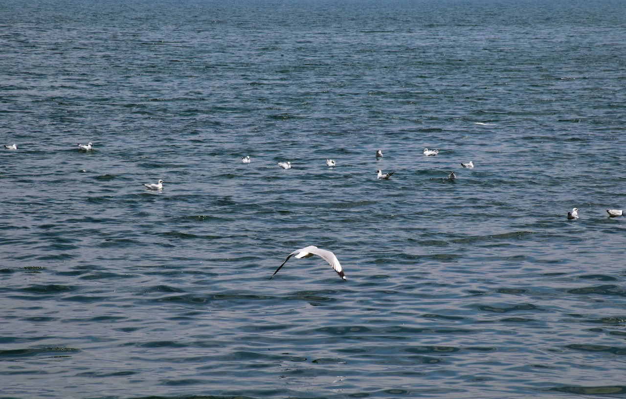 融居·銀箔泉，來(lái)銀箔泉邊喝茶看蒼山洱海