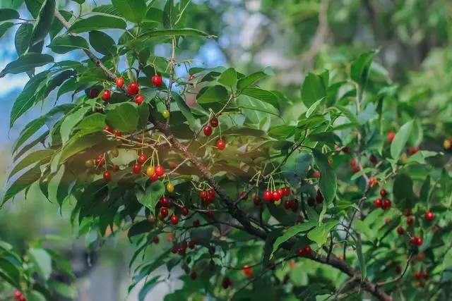 融居·銀箔泉，來銀箔泉邊喝茶看蒼山洱海