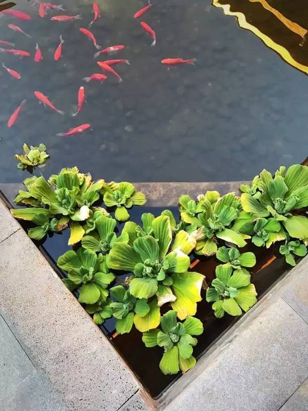 融居·銀箔泉，來銀箔泉邊喝茶看蒼山洱海