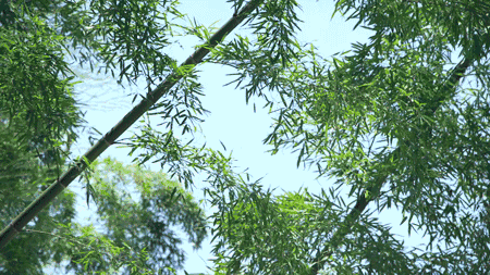 鳴林民宿，穿越千山萬水魂?duì)繅羲鞯闹挥屑亦l(xiāng)