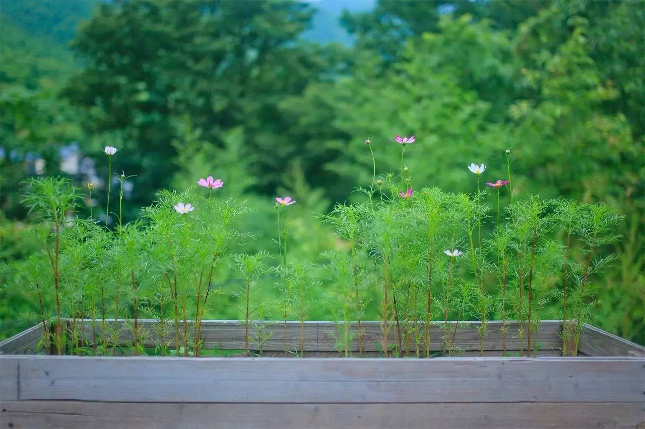大樂之野·谷舍，擁有一個詩意的世界