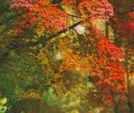 大樂之野·谷舍，擁有一個(gè)詩意的世界