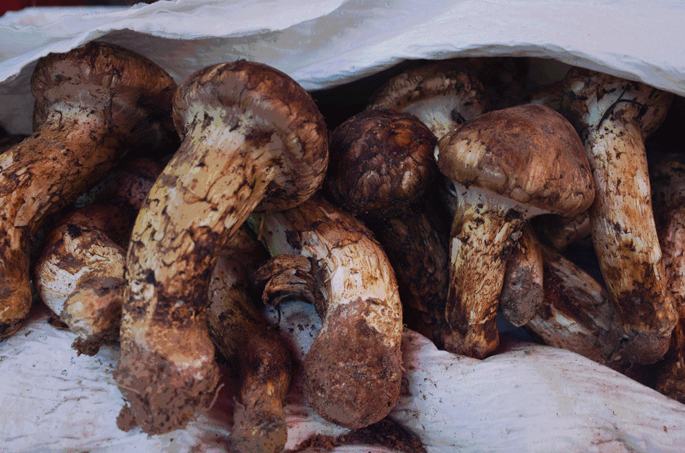 文殊·林舍，在麗江古城過著獨一無二的小日子