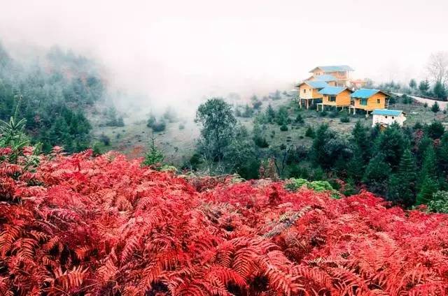 若丁山七號營地，無數(shù)人向往的“星空露營地”