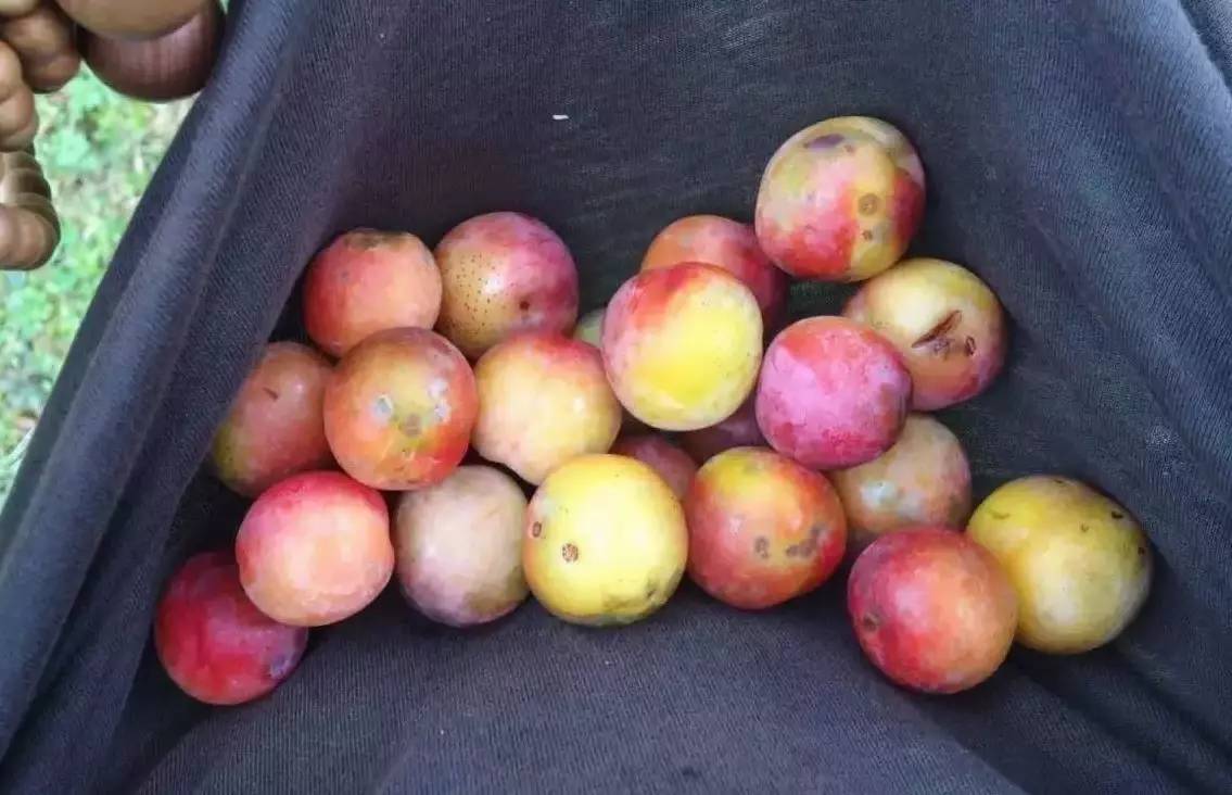 若丁山七號營地，無數(shù)人向往的“星空露營地”