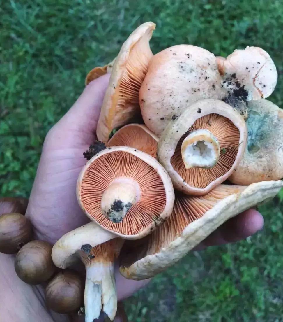 若丁山七號營地，無數(shù)人向往的“星空露營地”