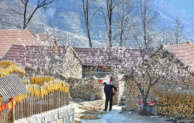 沂蒙山舍，呼吸大自然“臥聽松嘯 伴山而眠”