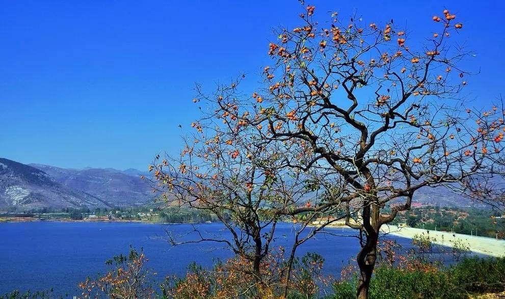沂蒙山舍，呼吸大自然“臥聽松嘯 伴山而眠”