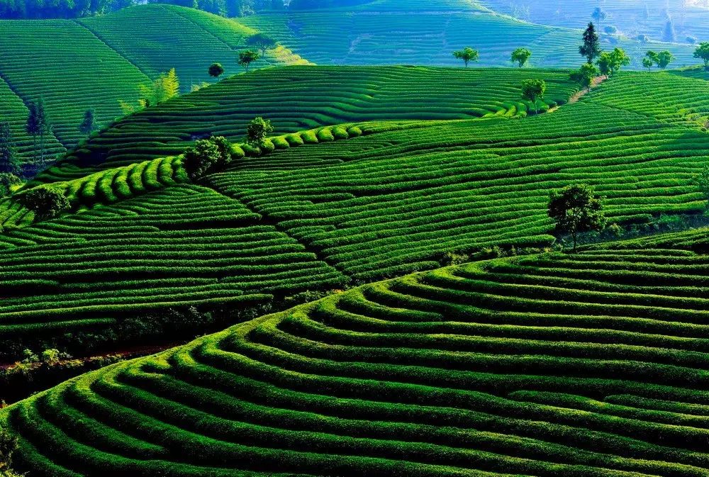 茶隱山房，以茶會友隱逸塵世