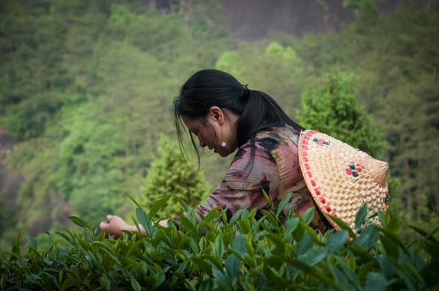 茶隱山房，以茶會友隱逸塵世