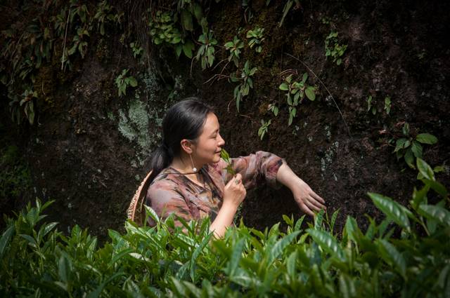 茶隱山房，以茶會友隱逸塵世