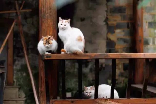 關(guān)麓小筑，修繕一棟百年老宅