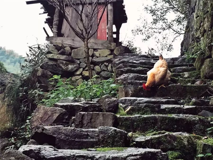 棲霞山居，溪流環(huán)繞在古村落捕魚看霞光