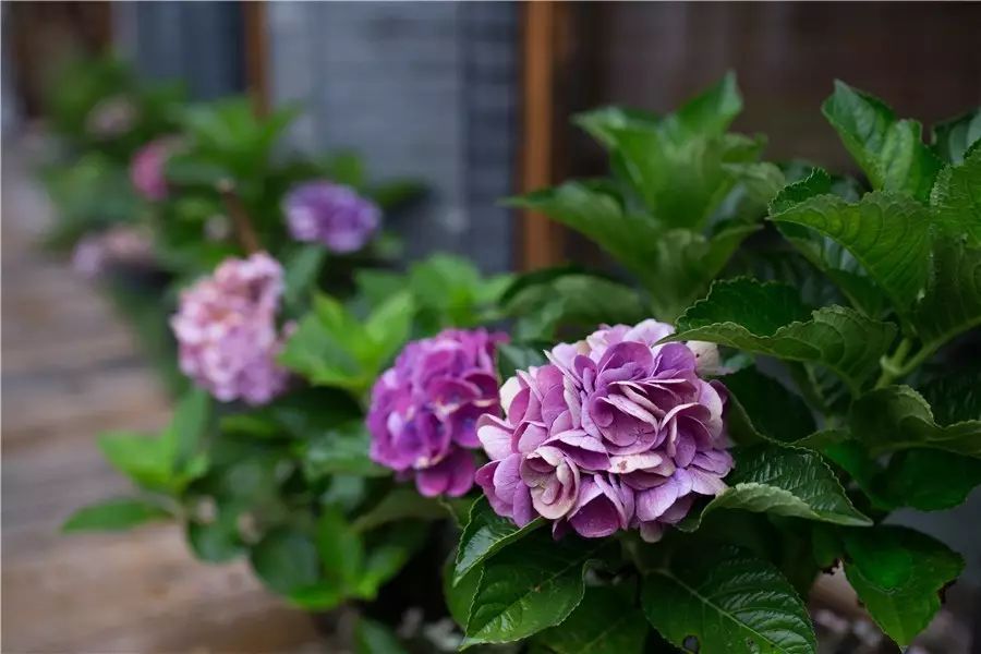 棲霞山居，溪流環(huán)繞在古村落捕魚看霞光