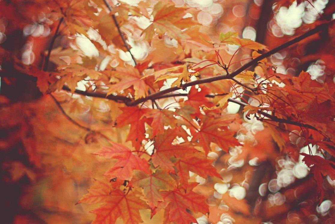 22款與秋相關(guān)的唯美句子，唯美古風(fēng)句子