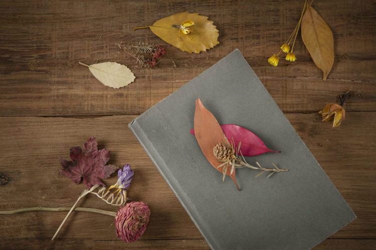 22款與秋相關(guān)的唯美句子，唯美古風(fēng)句子