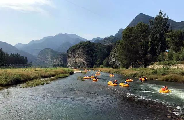 北京懷柔白鳥集，飛翔的白鳥我在等你乘風(fēng)歸來