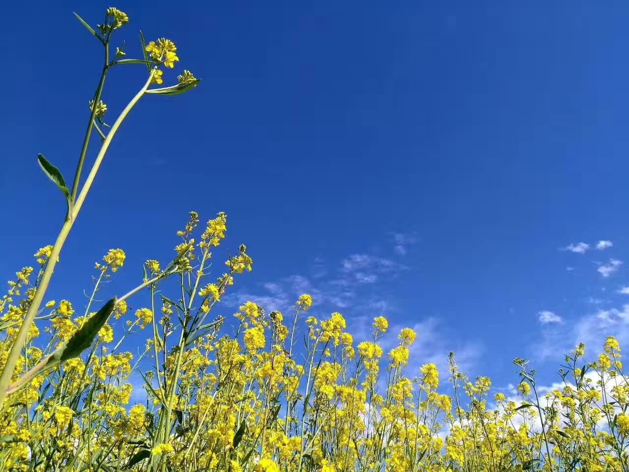 麗江束河聚寶齋民宿，告別曾經(jīng)邂逅未來的美麗