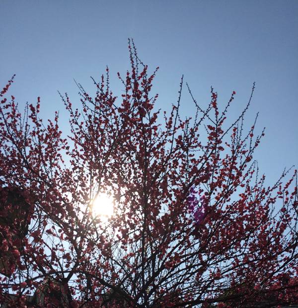 杭州·一色山墅，滿覺(jué)隴的月色喝茶散步都是雅事