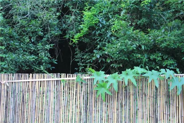 杭州·一色山墅，滿覺隴的月色喝茶散步都是雅事