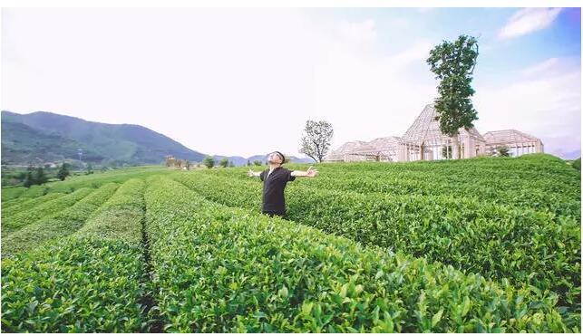 松陽·陌領浮光民宿，浮光指路茶香入夢