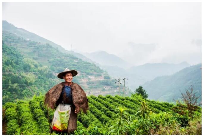 松陽(yáng)·陌領(lǐng)浮光民宿，浮光指路茶香入夢(mèng)