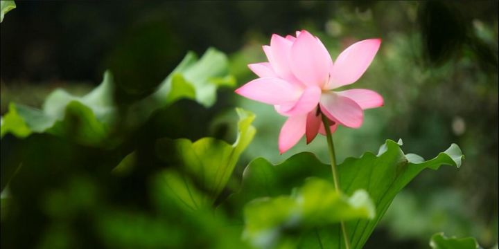 開封·蘭臺苑，還原經歷千年沉浮清明上河圖