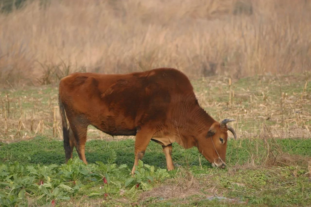 寧波·花雨醉，品花間一壺酒聽(tīng)雨后醉朦朧