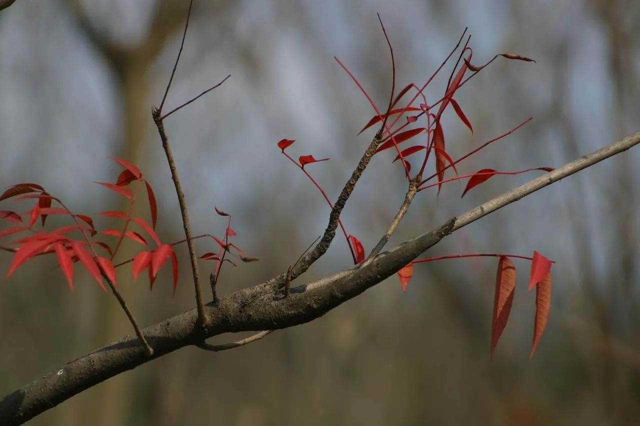 寧波·花雨醉，品花間一壺酒聽雨后醉朦朧