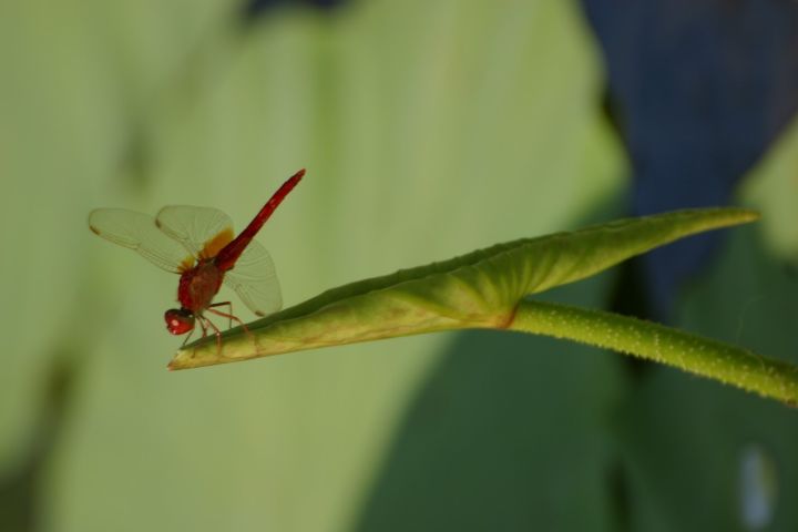 寧波·花雨醉，品花間一壺酒聽雨后醉朦朧
