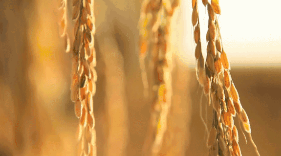 寧波·花雨醉，品花間一壺酒聽雨后醉朦朧
