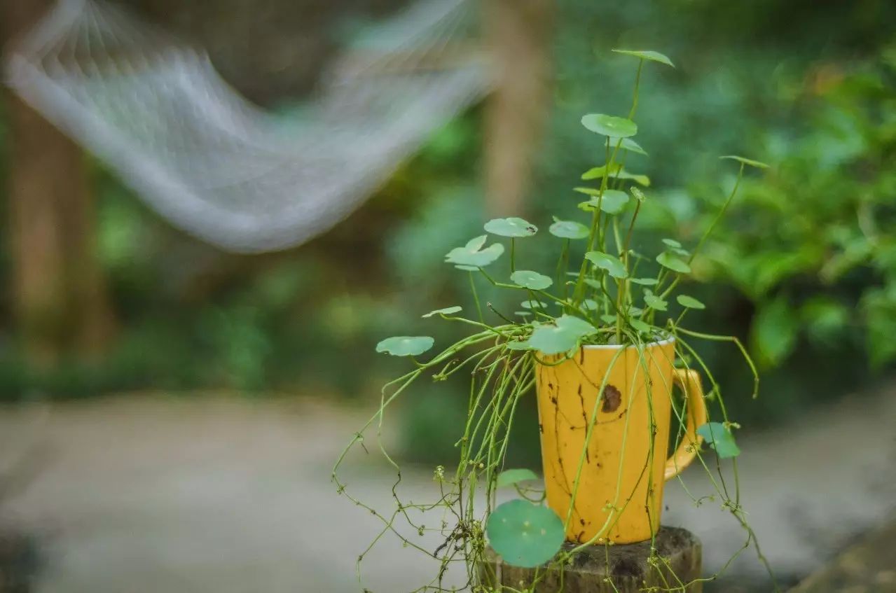 武夷山·舊街山宿，理想生活就是慢下來