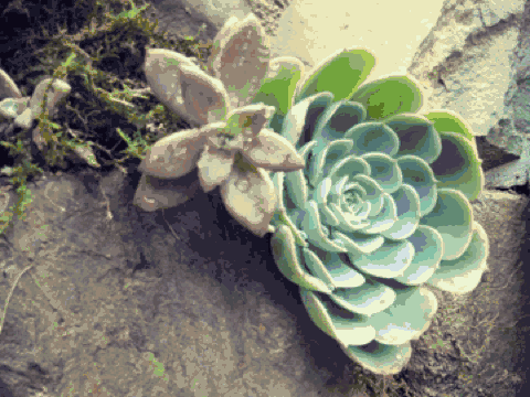 雪坑村·美客愛途，愛上美麗的客居地和旅途故事