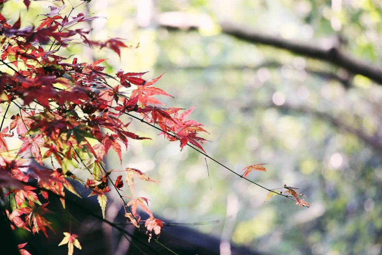 杭州·駐Hotel，在杭州最美季節(jié)體驗(yàn)藝術(shù)空間