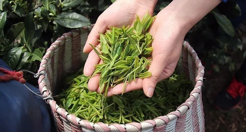 七椀居茶舍，喝西湖龍井茶感受西湖美秋季美